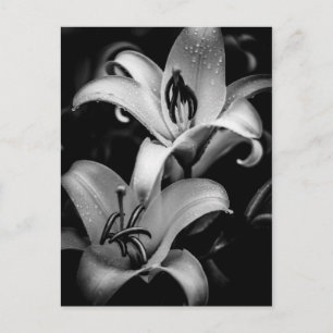 Lilies Vykort