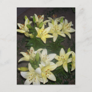 Lilies Vykort
