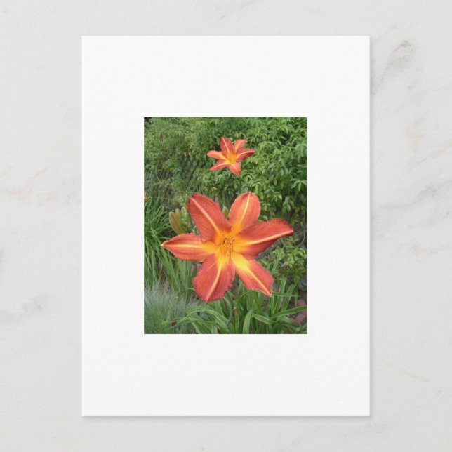 :Lilies Vykort (Framsida)