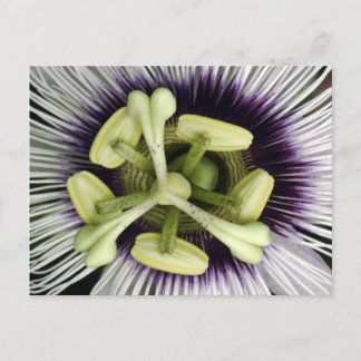 Lilikoi Flower Vykort