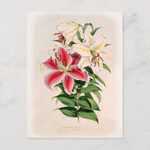 Lilium auratum vykort