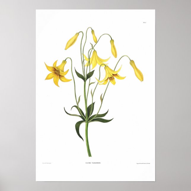 Lilium canadense poster (Framsidan)