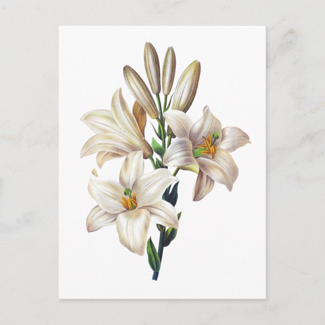Lilium Candidum eller Madonnlilja Av Redoute Vykort (Framsida)