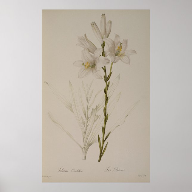 Lilium Candidum, from `Les Liliacees', 1807 Poster (Framsidan)