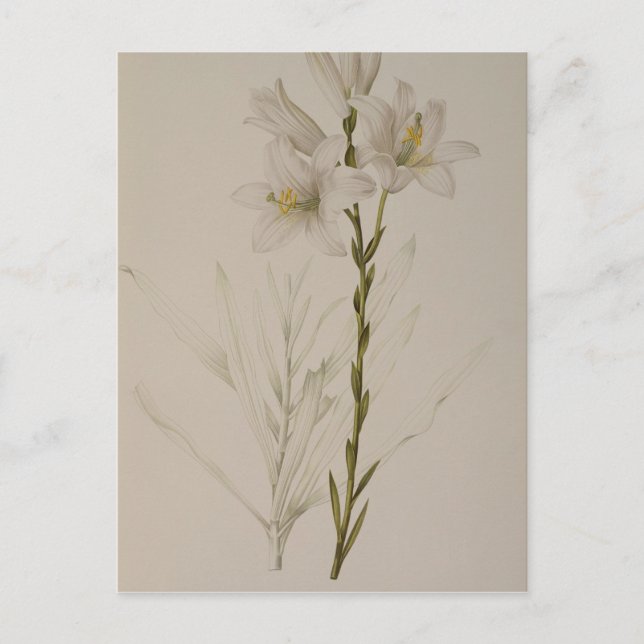 Lilium Candidum, from `Les Liliacees', 1807 Vykort (Framsida)