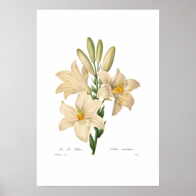 Lilium candidum poster (Framsidan)