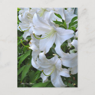 Lilium "Casa Blanca" [vykort] ポ ス カ ト ー Vykort