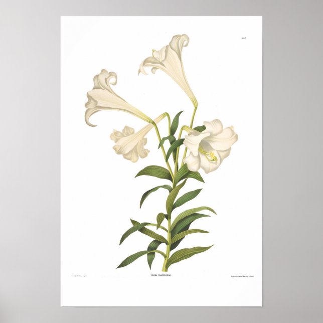 Lilium longiflorum poster (Framsidan)