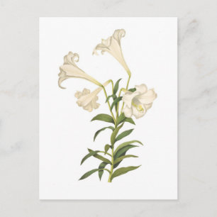 Lilium longiflorum vykort
