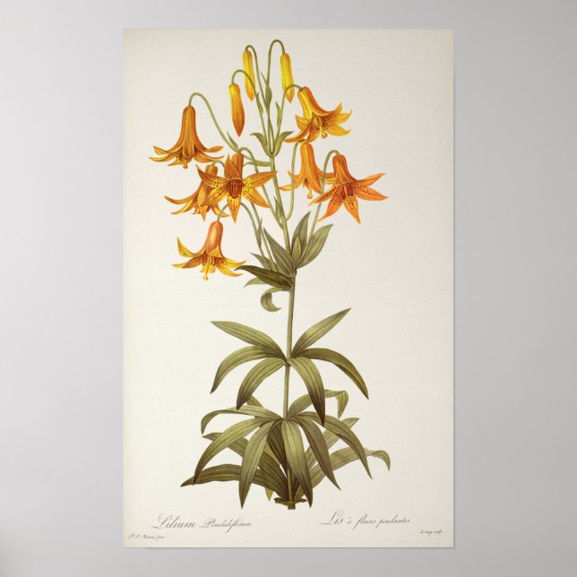 Lilium Penduliflorum, från "Les Liliacees", 1811 Poster (Framsidan)