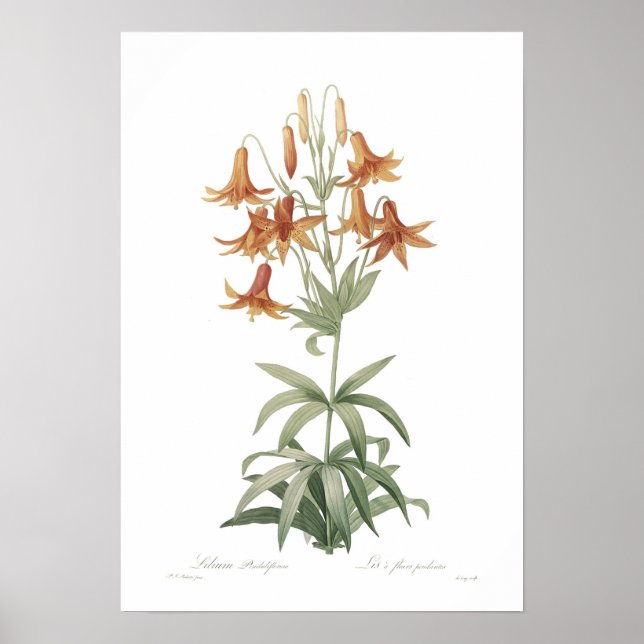 Lilium penduliflorum poster (Framsidan)