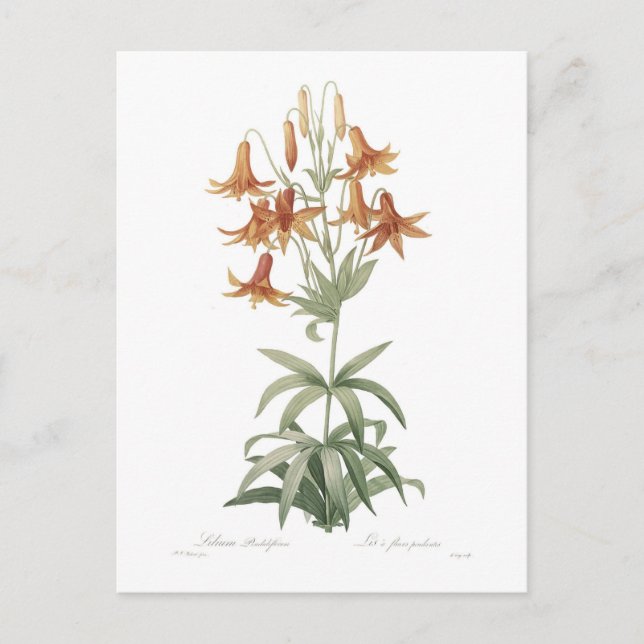 Lilium penduliflorum vykort (Framsida)