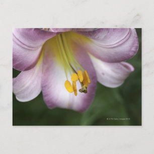 Lilium regale är en trumpet flowwwold lily, infödd vykort