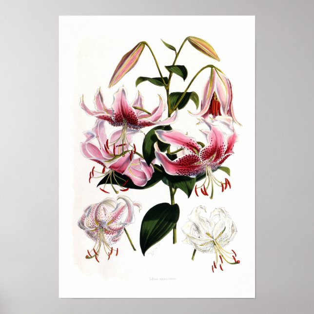 Lilium speciosum poster (Framsidan)