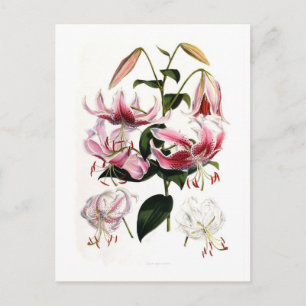Lilium speciosum vykort