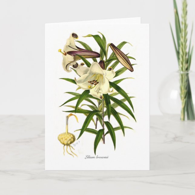 Liliumbrownii Kort (Framsida)