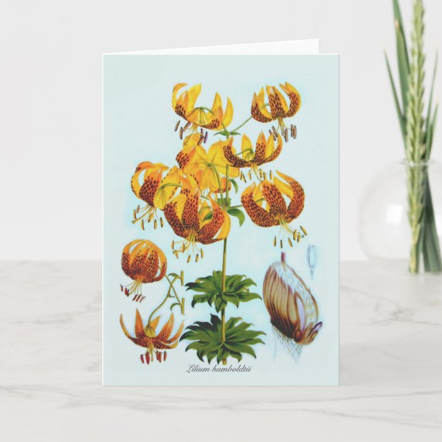 Liliumhumboldtii Kort (Framsida)