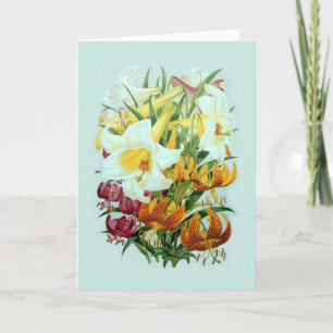 Liliumspeciies Kort