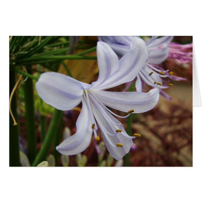 Lilja av Nilen Hälsningskort (Framsidan Horizontal)