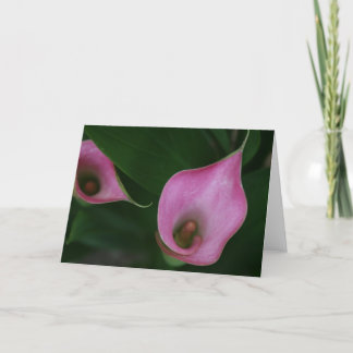 Lilja för rosa Calla Kort