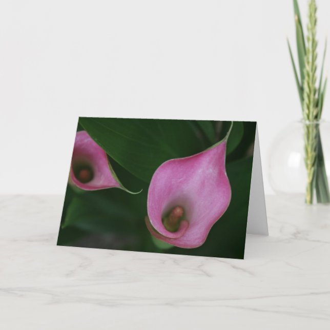 Lilja för rosa Calla Kort (Framsida)