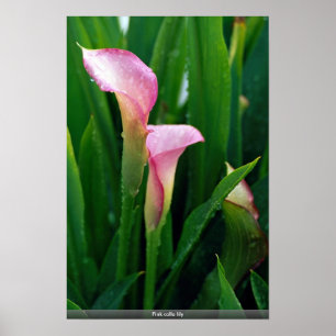 Lilja för rosa calla poster