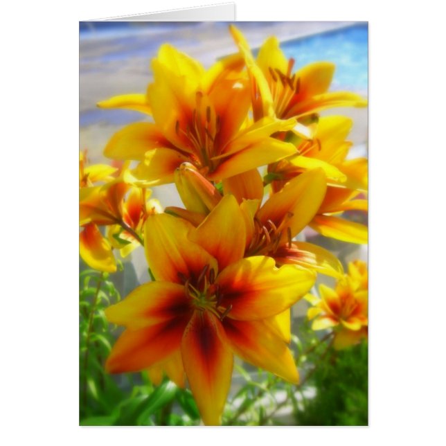 Lilja OBS Kort (Framsidan)