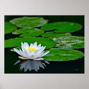 Liljadynor och lotusblomma poster