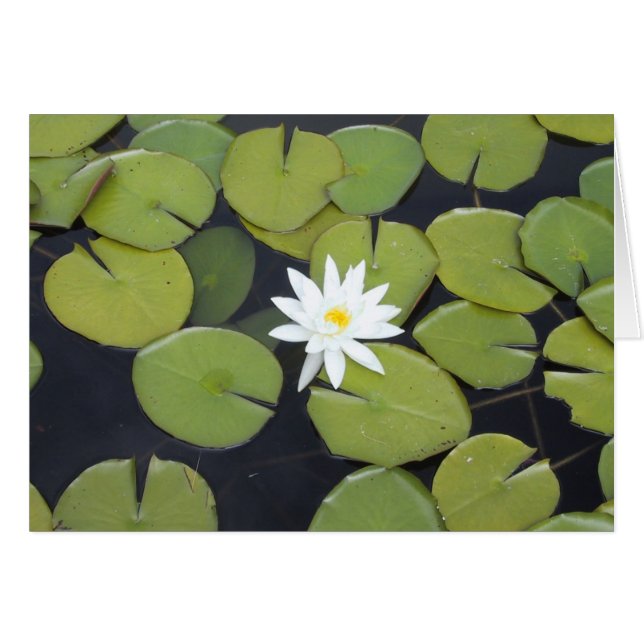 liljan vadderar OBS kort (Framsidan Horizontal)