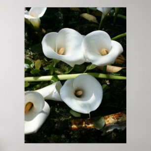 Liljar som växer på Callaliljakolonin, Taiwan Poster