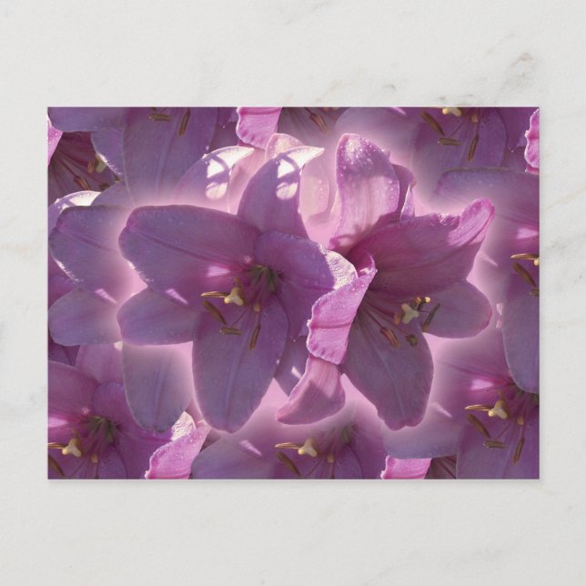 Liljavykort Vykort (Framsida)