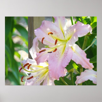 Lilje Blommor Blomster Trädgård konsttryck gåvor L Poster