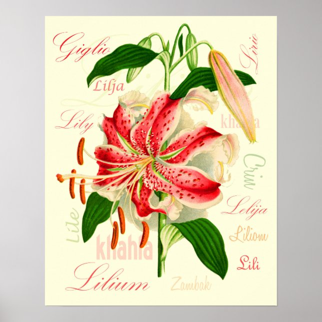 Liljeblomster Poster (Framsidan)