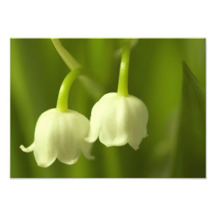 LiljekonvaljblommaDuo Fototryck