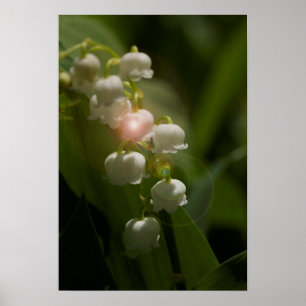 Liljekonvaljblommigt Poster