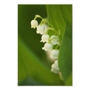 Liljekonvaljblommor Fototryck