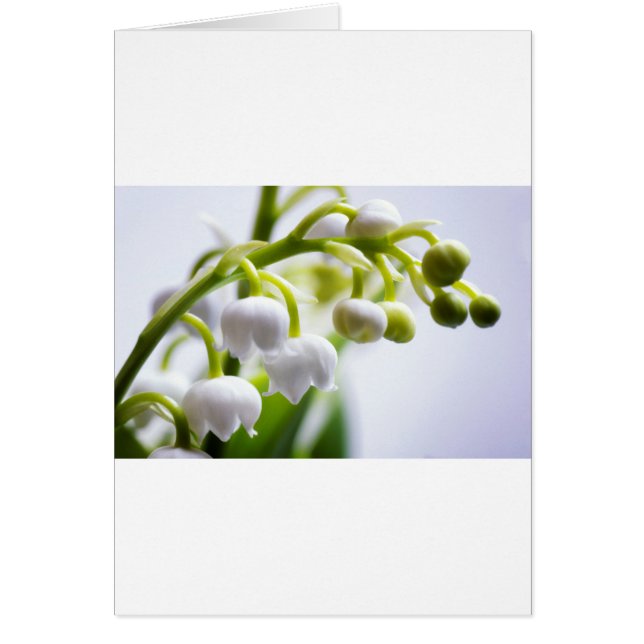 Liljekonvaljblommor Hälsningskort (Framsidan)