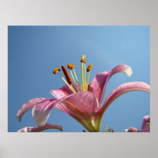 LILJES Konsttryck Canvas Inramade Rosa Lilje Blomm Poster