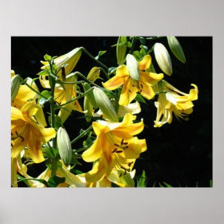 LILJES konsttryck Gula lysande liljeblomster konst Poster