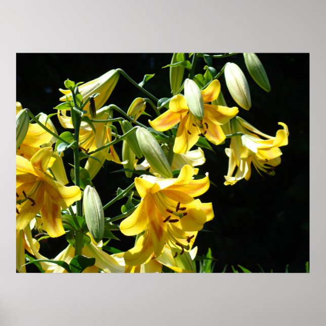 LILJES konsttryck Gula lysande liljeblomster konst Poster (Framsidan)