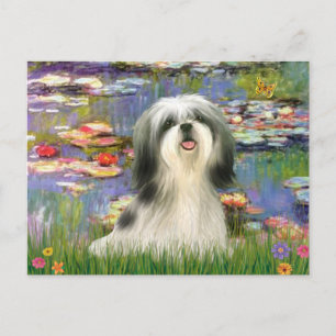 Liljor (#2) - Shih Tzu #3 Vykort