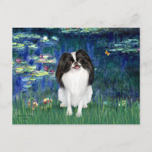 Liljor 5 - Japanese Chin 3 Vykort