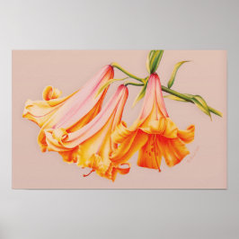 "Liljor" finkonst botaniskt affischtryck Poster