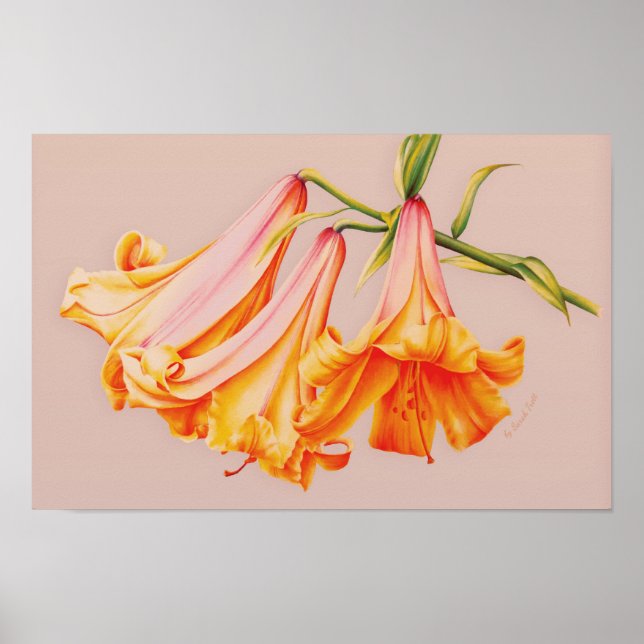 "Liljor" finkonst botaniskt affischtryck Poster (Framsidan)