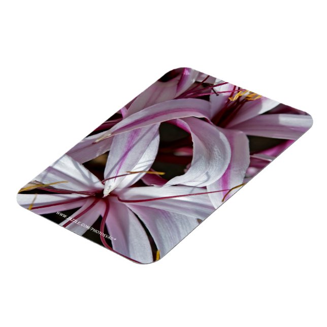 Liljor Magnet (Vänstra Sidan)