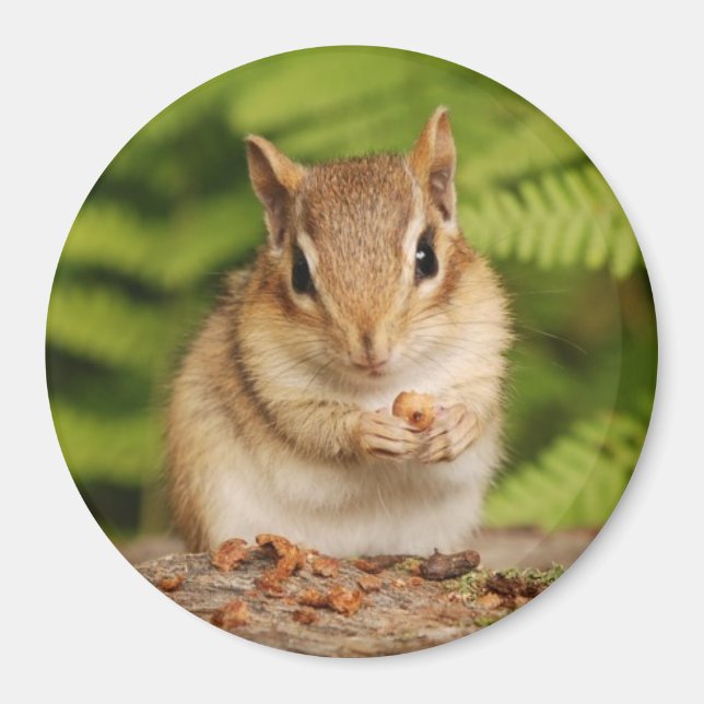 lilla baby chipmunk magnet (Framsidan)