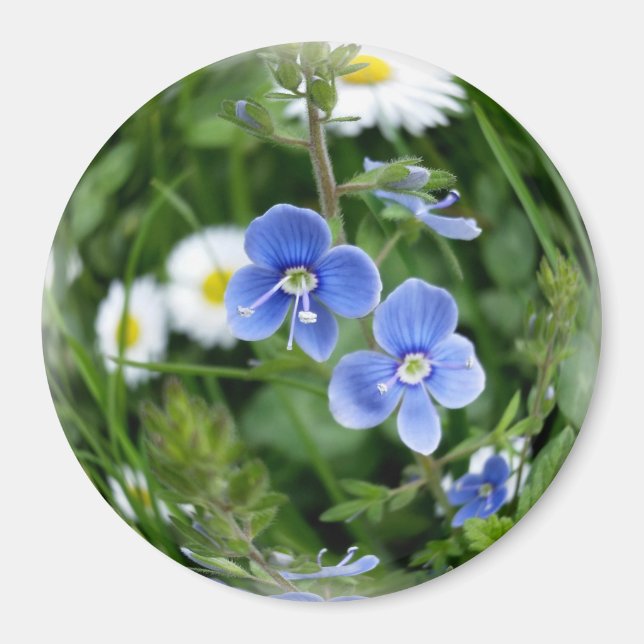 lilla blåa blommor magnet (Framsidan)