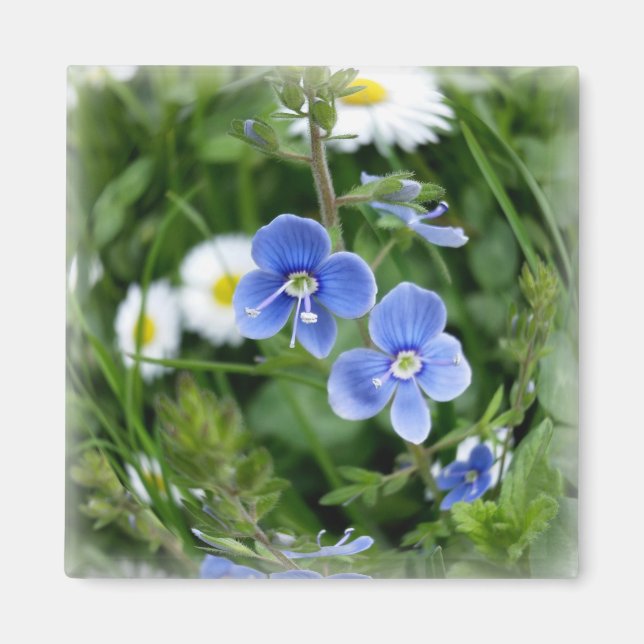 lilla blåa blommor magnet (Framsidan)