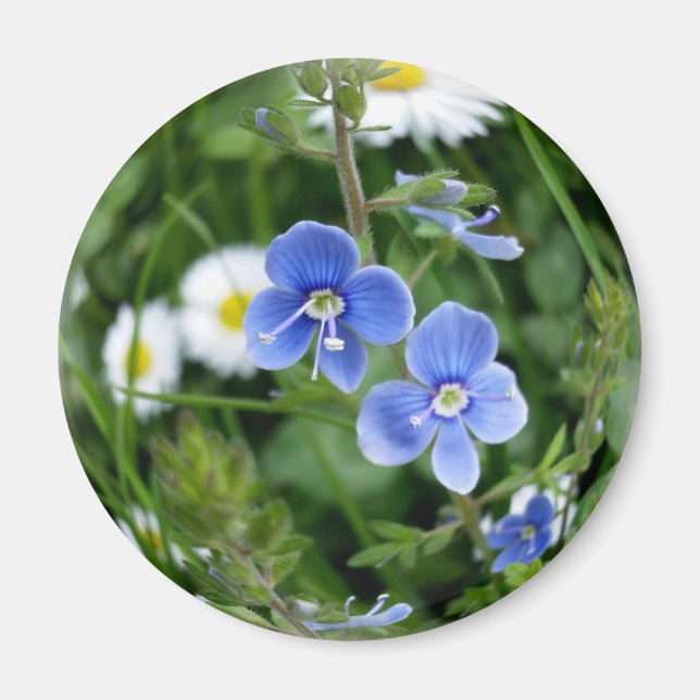lilla blåa blommor magnet (Framsidan)