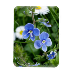 lilla blåa blommor magnet